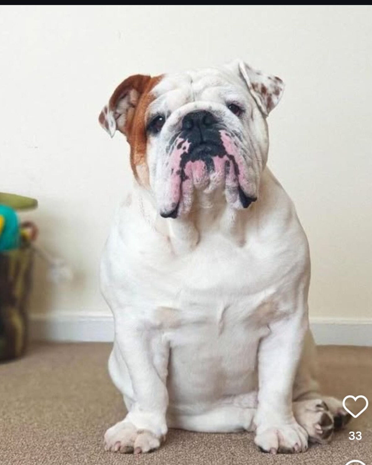 Foto original de Bulldog inglés