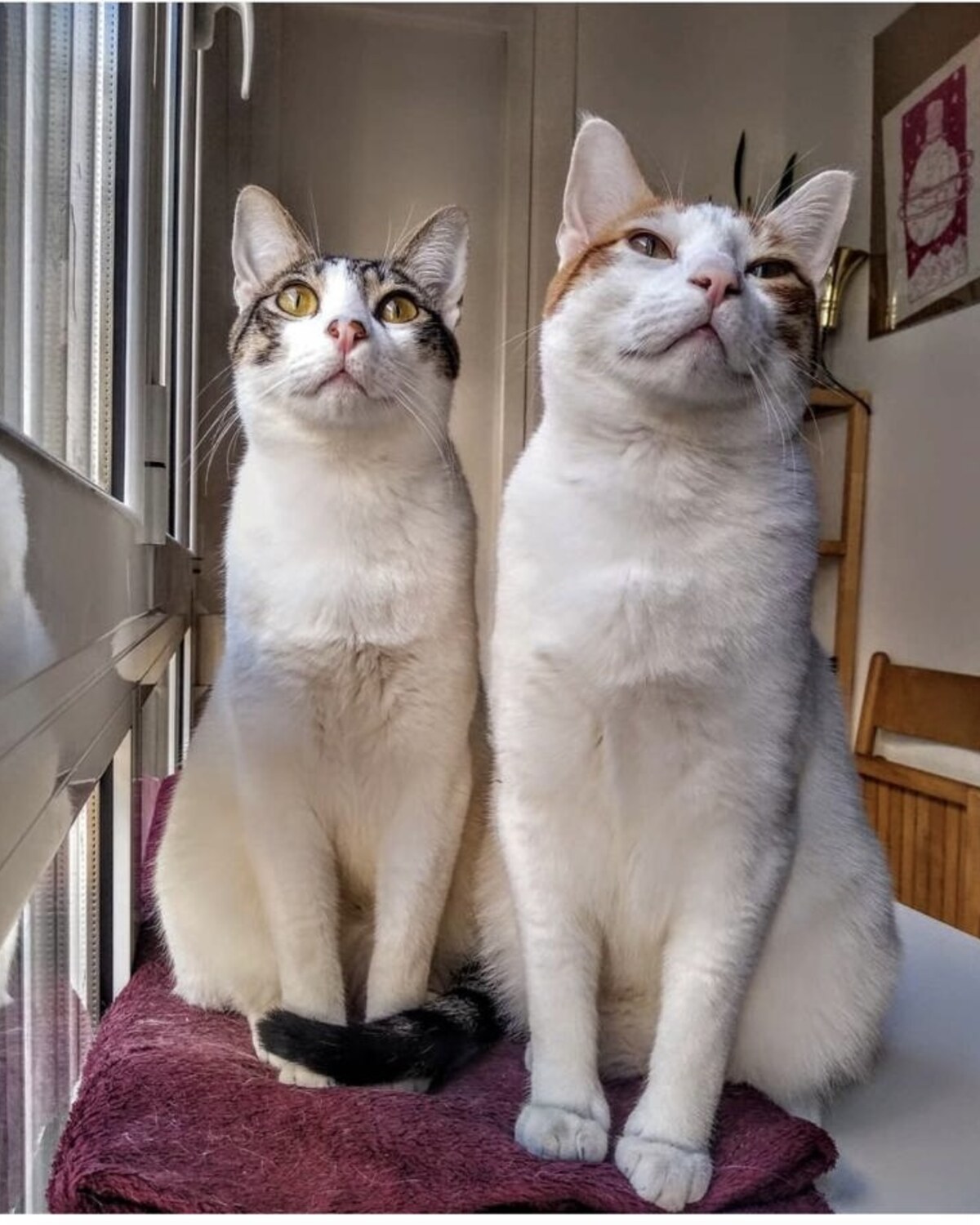 Foto original de Yin & Yang