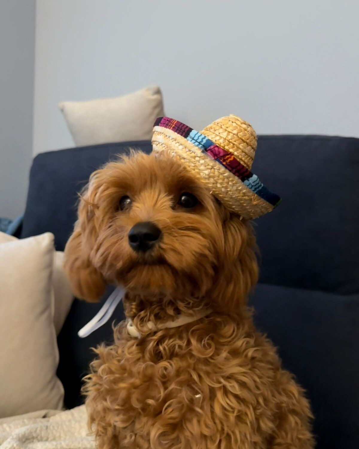 Foto original de Cavapoo